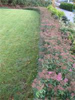 Rosespirea