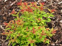 Japanspirea